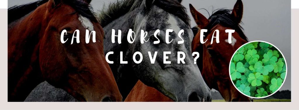 can-horses-eat-clover-toxic-or-healthy