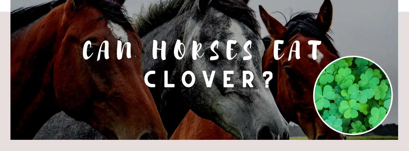 Is Clover Bad For Horses