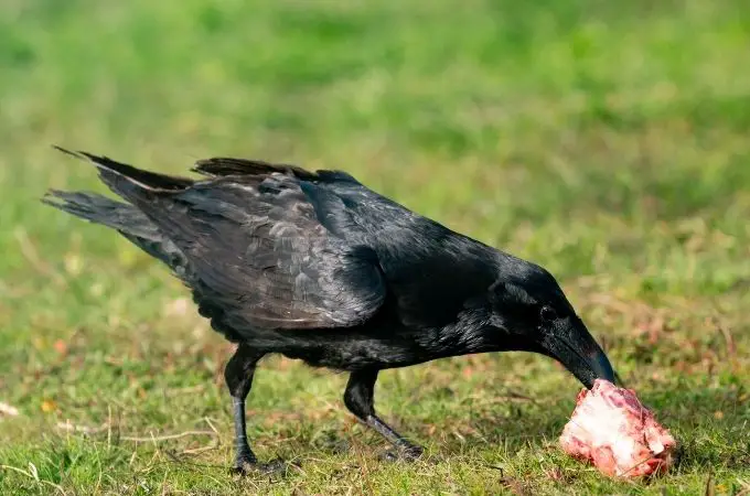 ᐅDo Crows Eat Dead Animals? | 5 Surprising Facts