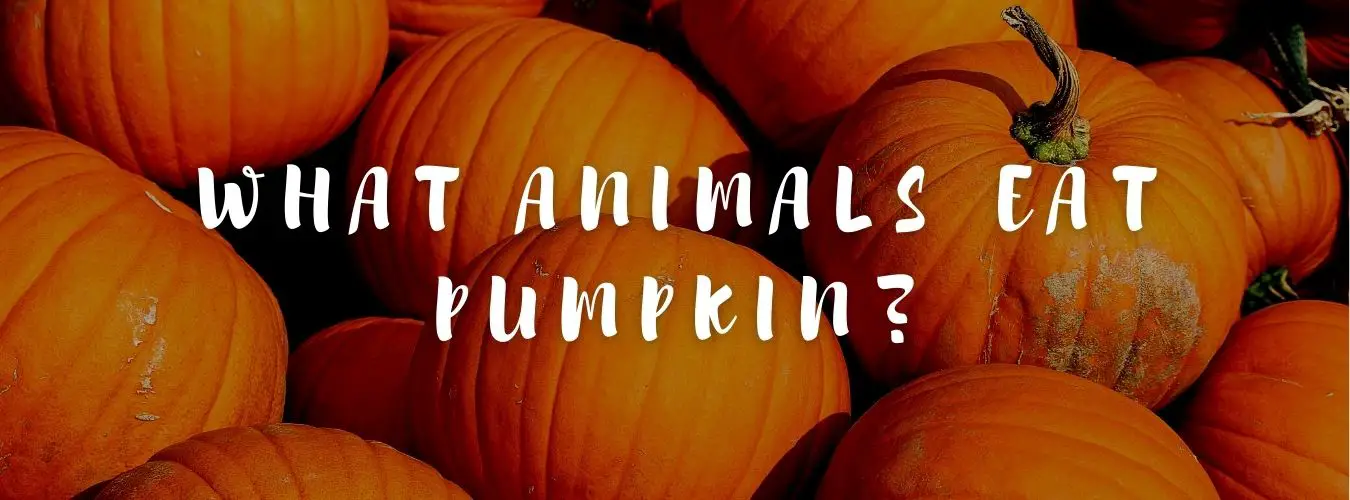 ᐅAnimals That Eat Pumpkins| 5 Surprising Facts