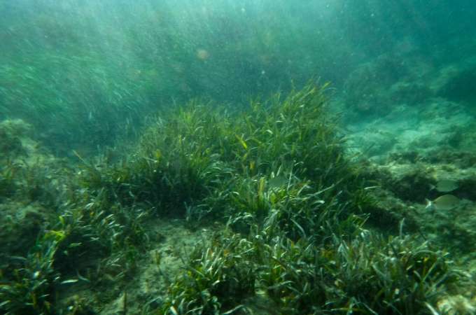 ᐅ What Animals Eat Seaweed? | The Ocean's Vital Source