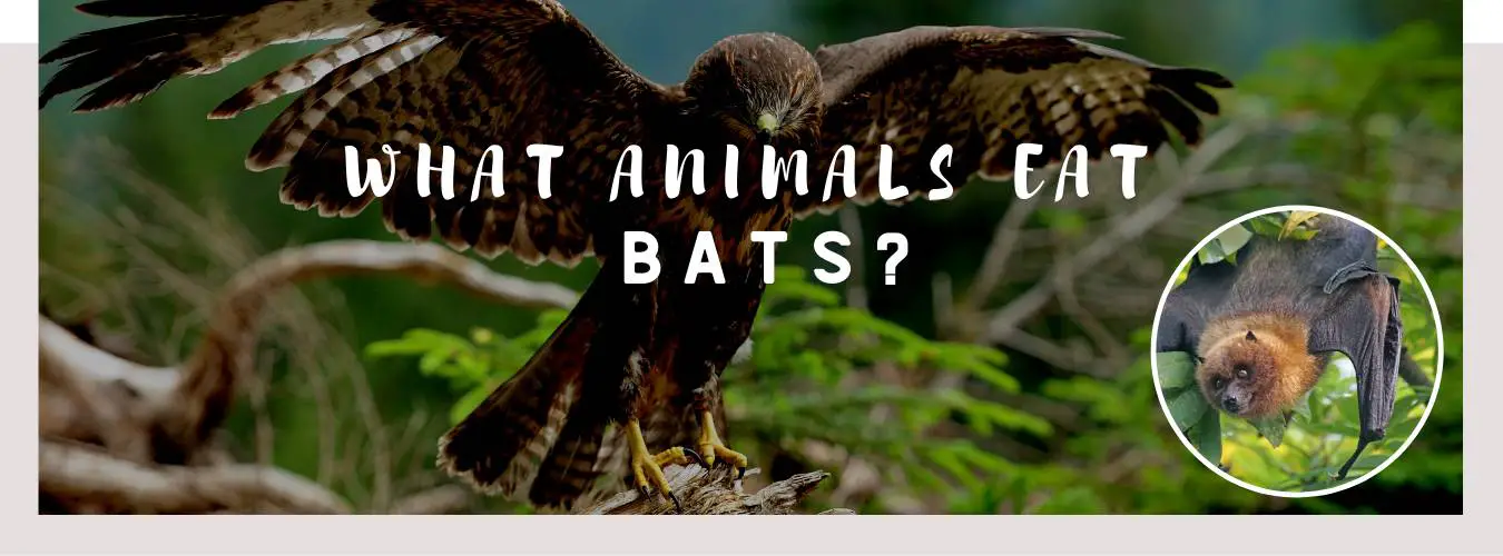 ᐅ What Animals Eat Bats? | The Flying Rodents