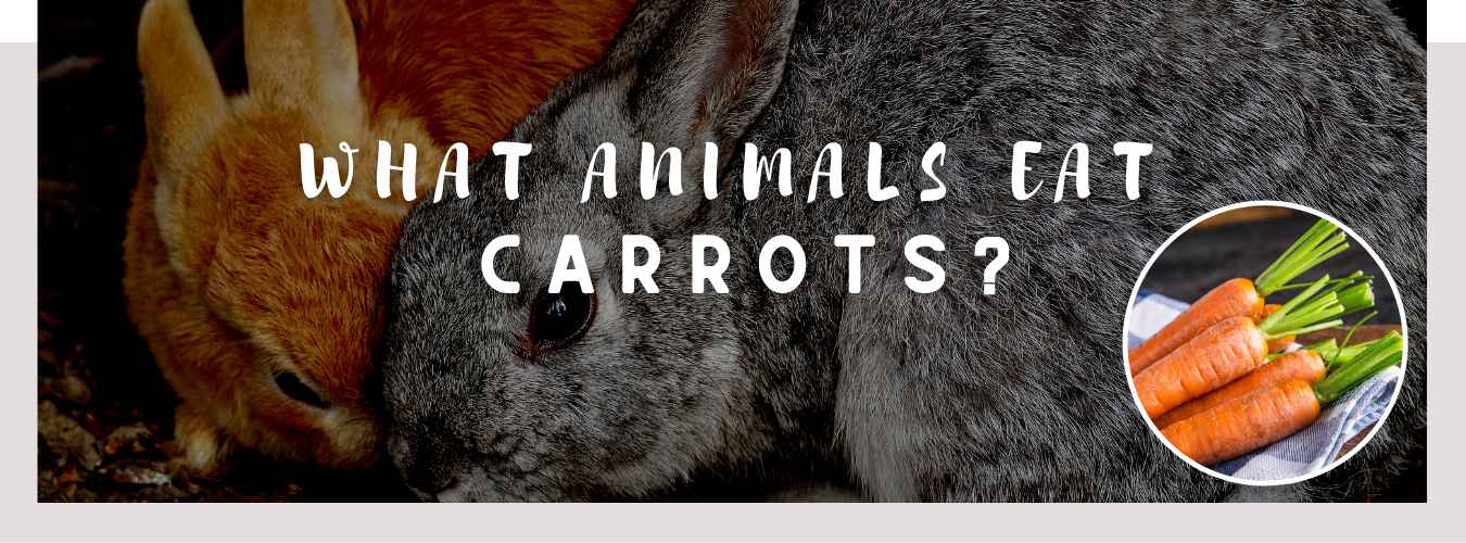 ᐅ What Animals Eat Carrots? | Munching the Orange Vegetable
