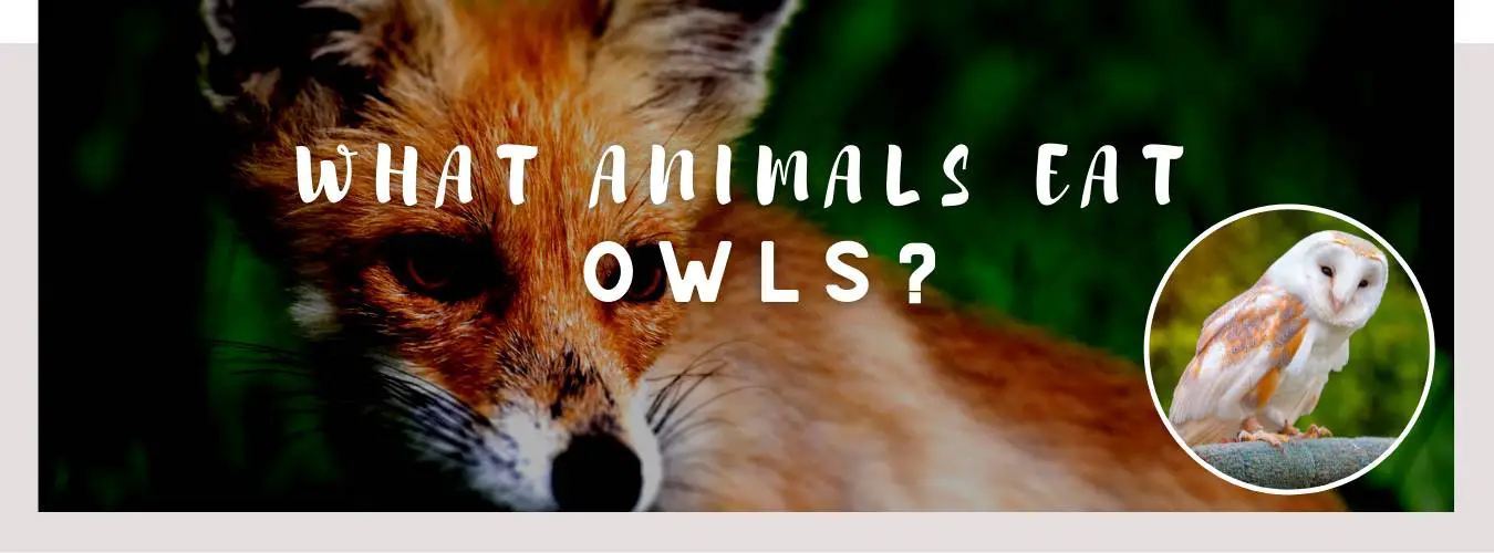 ᐅ What Animals Eat Owls? | Ferocious Night Birds