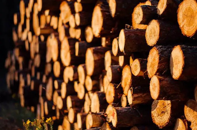 ᐅ What Animals Eat Wood? | Getting Timber Nutrients