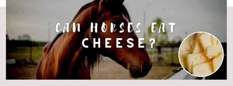 can horses eat cheese feat