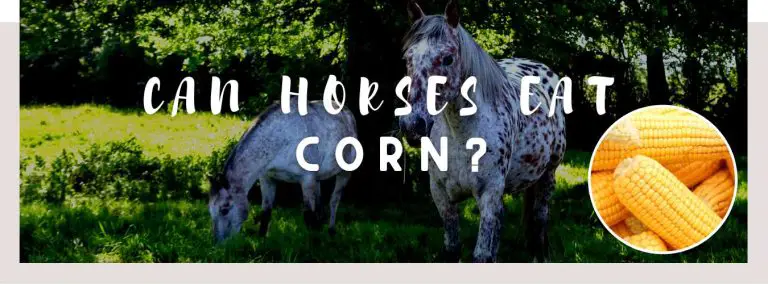 can horses eat corn