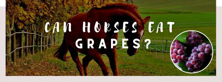 can horses eat grapes