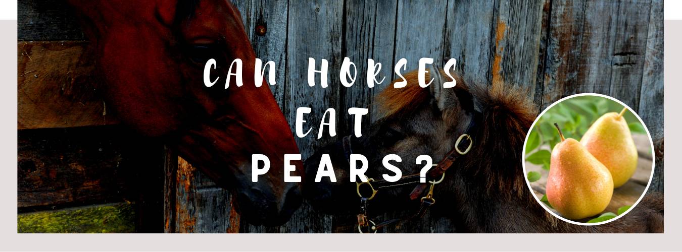 can horses eat pears