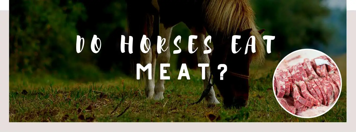 do horses eat meat