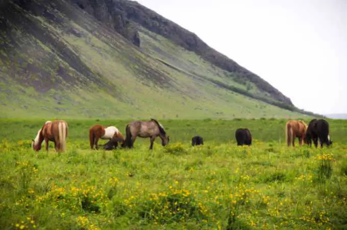 ᐅ Do Horses Eat Grass? | Toxic or Healthy