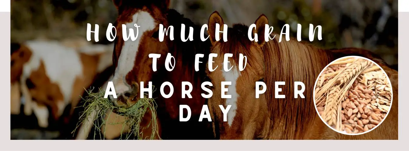 how much grain to feed a horse per day
