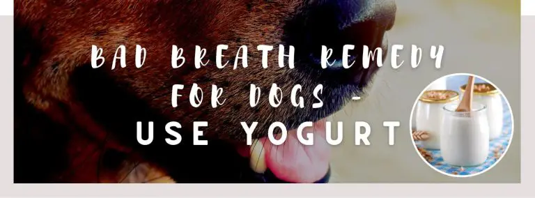 bad breath remedy dogs