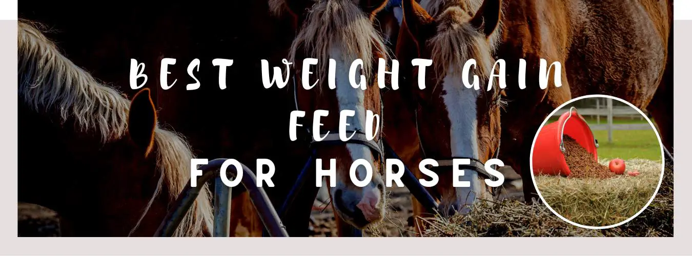 best weight gain feed for horses