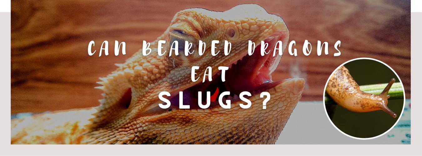can bearded dragons eat slugs