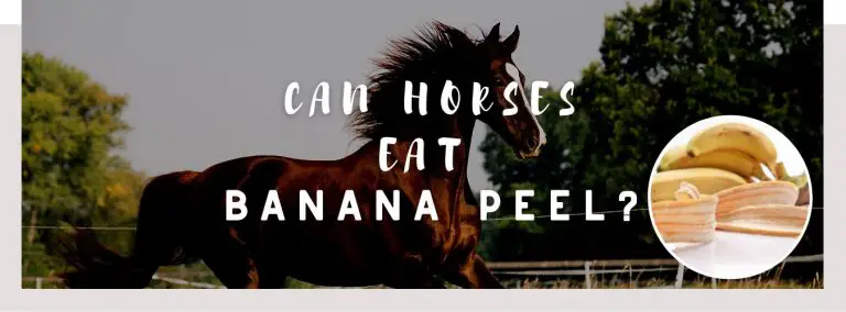 can horses eat banana peel