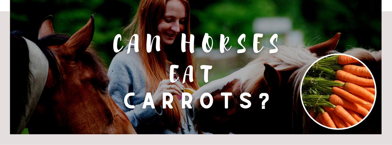 can horses eat carrots