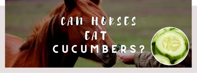 can horses eat cucumbers