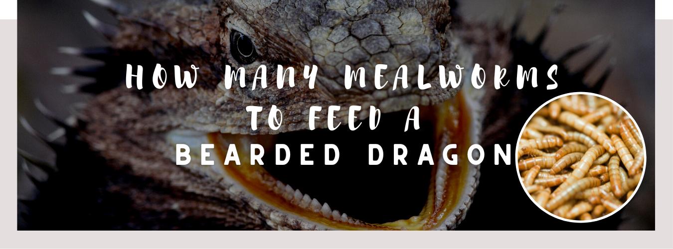 how many mealworms to feed a bearded dragon