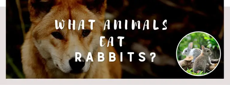 what animals eat rabbits