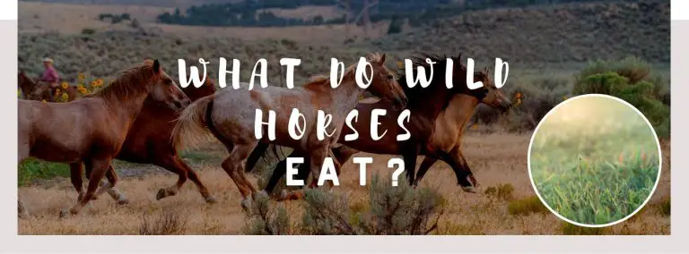 what do wild horses eat