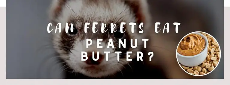 Can Ferrets Eat Peanut Butter