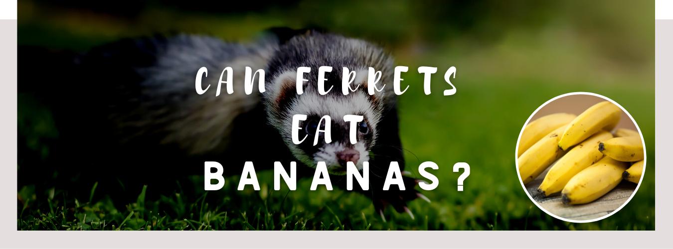can ferrets eat bananas
