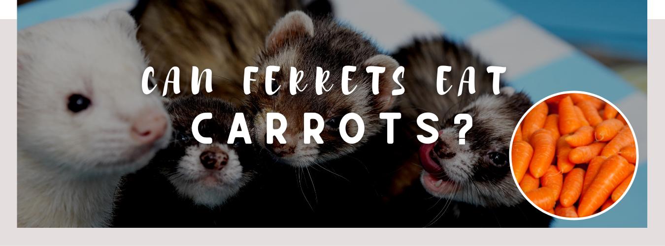 can ferrets eat carrots