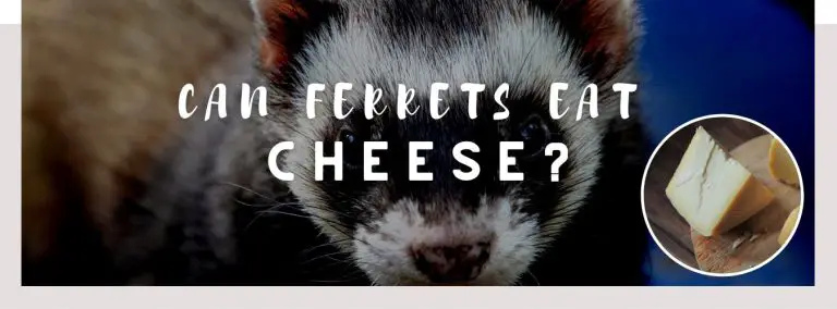 can ferrets eat cheese