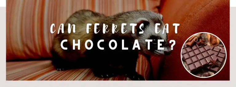 can ferrets eat chocolate