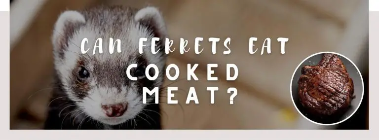 can ferrets eat cooked meat