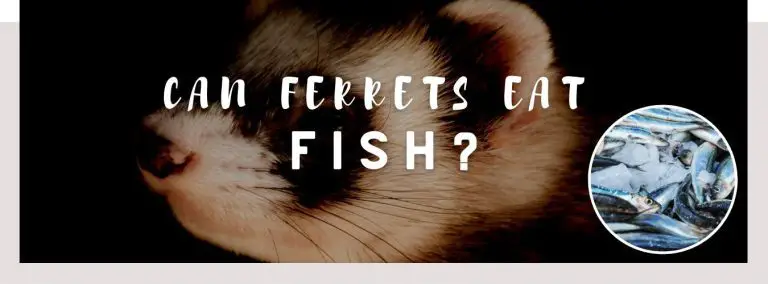 can ferrets eat fish
