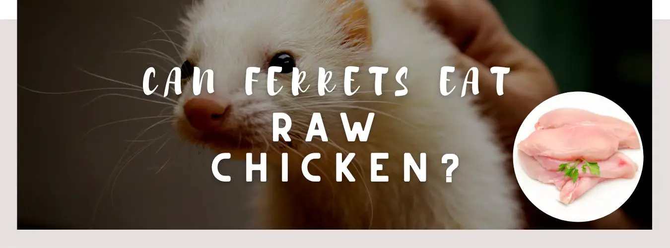 ᐅ Can Ferrets Eat Raw Chicken? | Toxic or Healthy