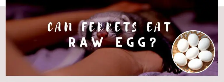 can ferrets eat raw egg