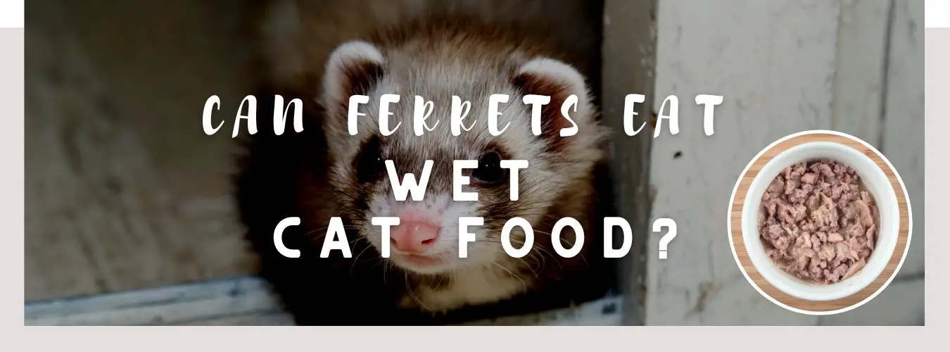 can ferrets eat wet cat food