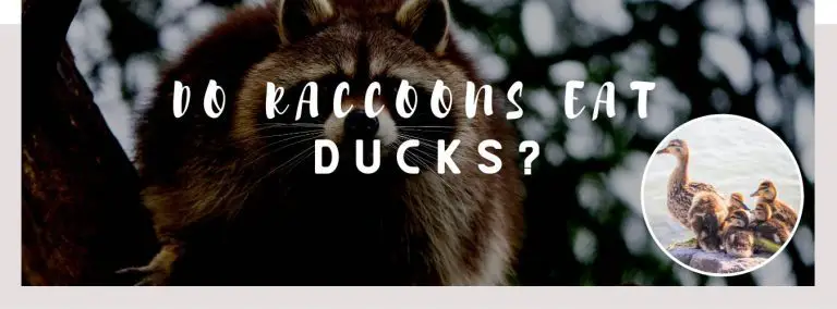 do raccoons eat ducks