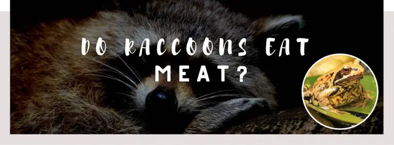 do raccoons eat meat