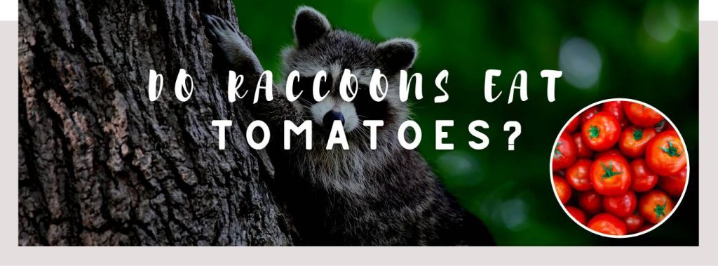 ᐅ Do Raccoons Eat Tomatoes? | Toxic or Healthy