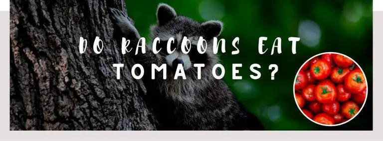 do raccoons eat tomatoes