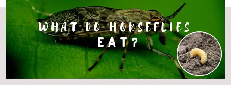 what do horseflies eat