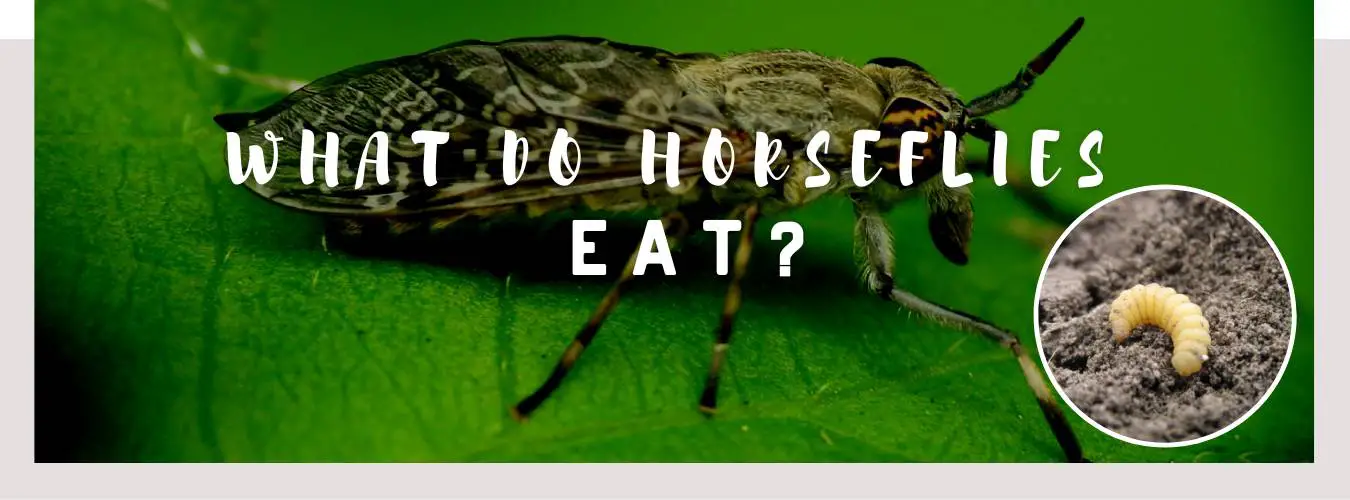 what-do-horseflies-eat-dangerous-or-just-annoying