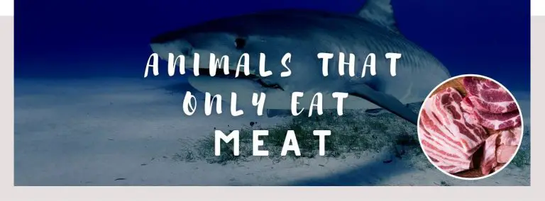 animals that only eat meat