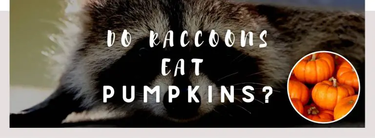 do raccoons eat pumpkins