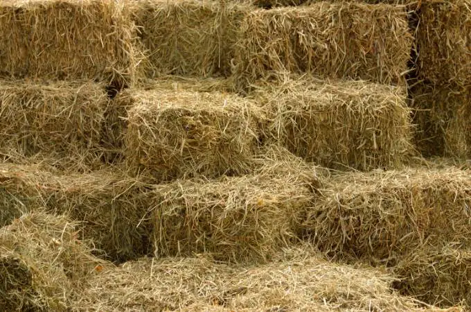 ᐅ What Animals Eat Hay? | Natural Feed Crop