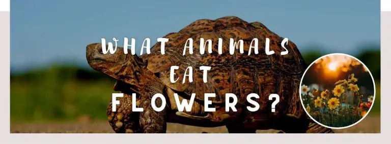what animals eat flowers