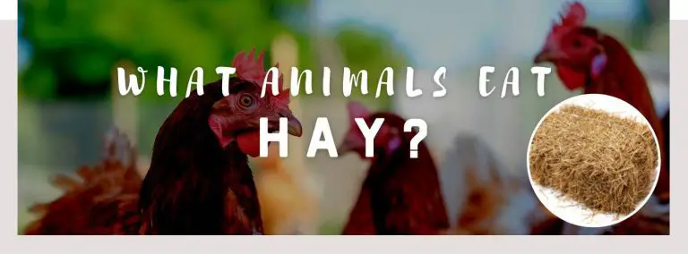 what animals eat hay