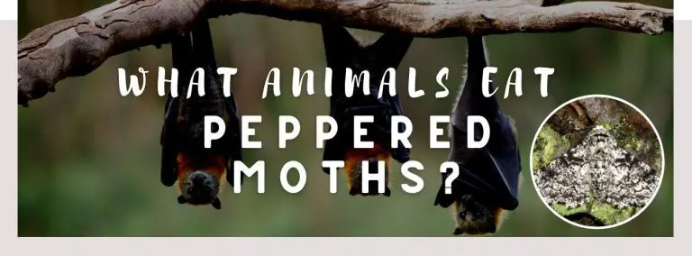 what animals eat peppered moths