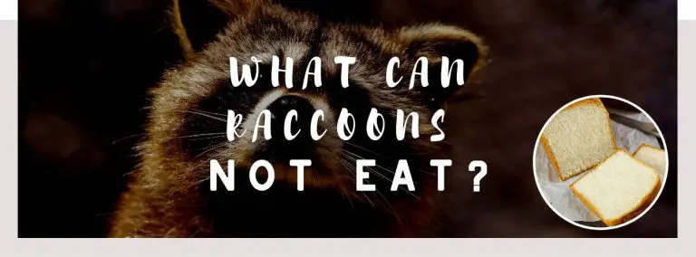 what can raccoons not eat