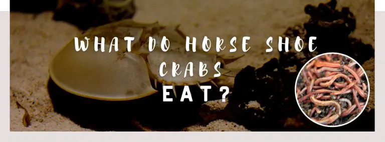 what do horse shoe crabs eat
