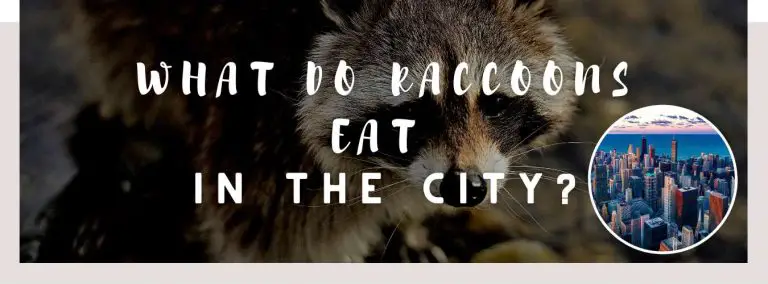 what do raccoons eat in the city